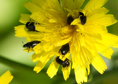 Pippau-Blüte mit Käfern