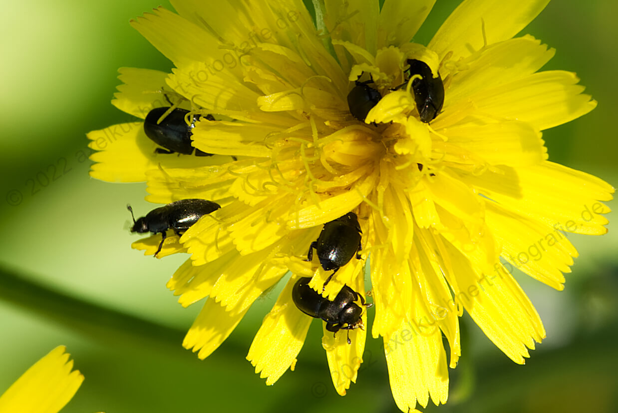 Pippau-Blüte mit Käfern