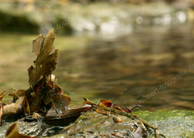 Blätter am Wasser