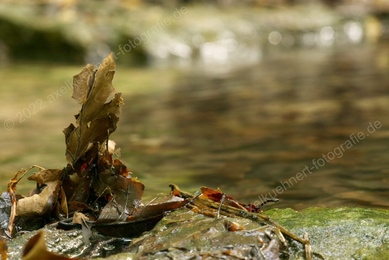 Blätter am Wasser