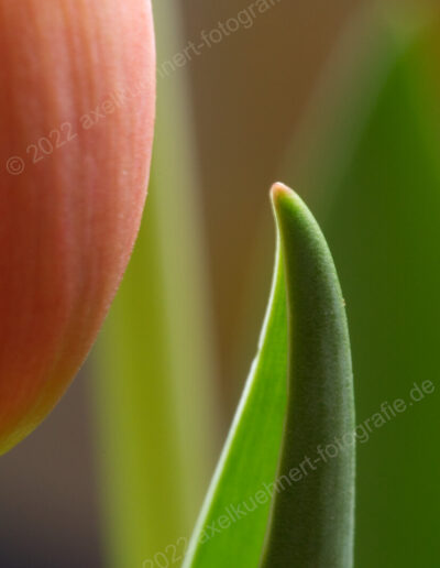 Tulpe - Blüte und Blatt