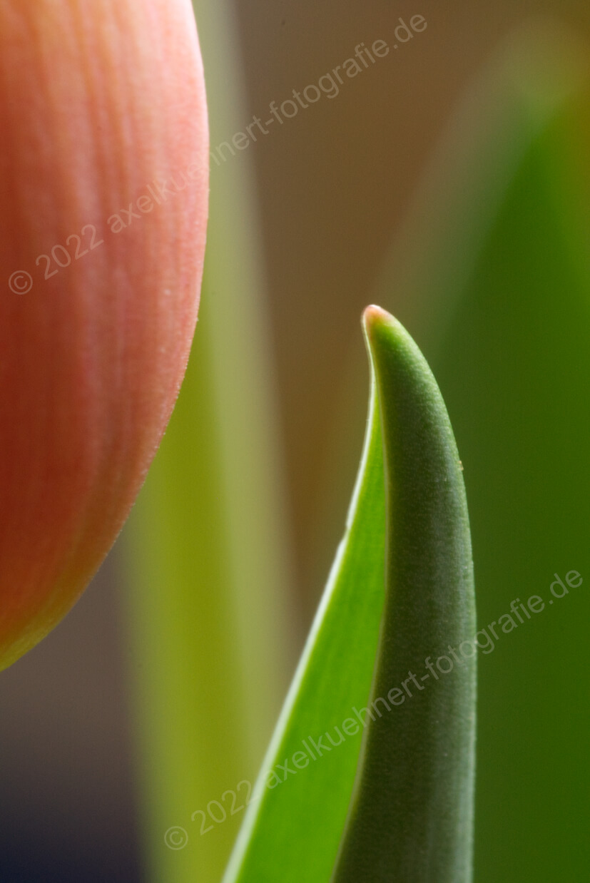 Tulpe - Blüte und Blatt