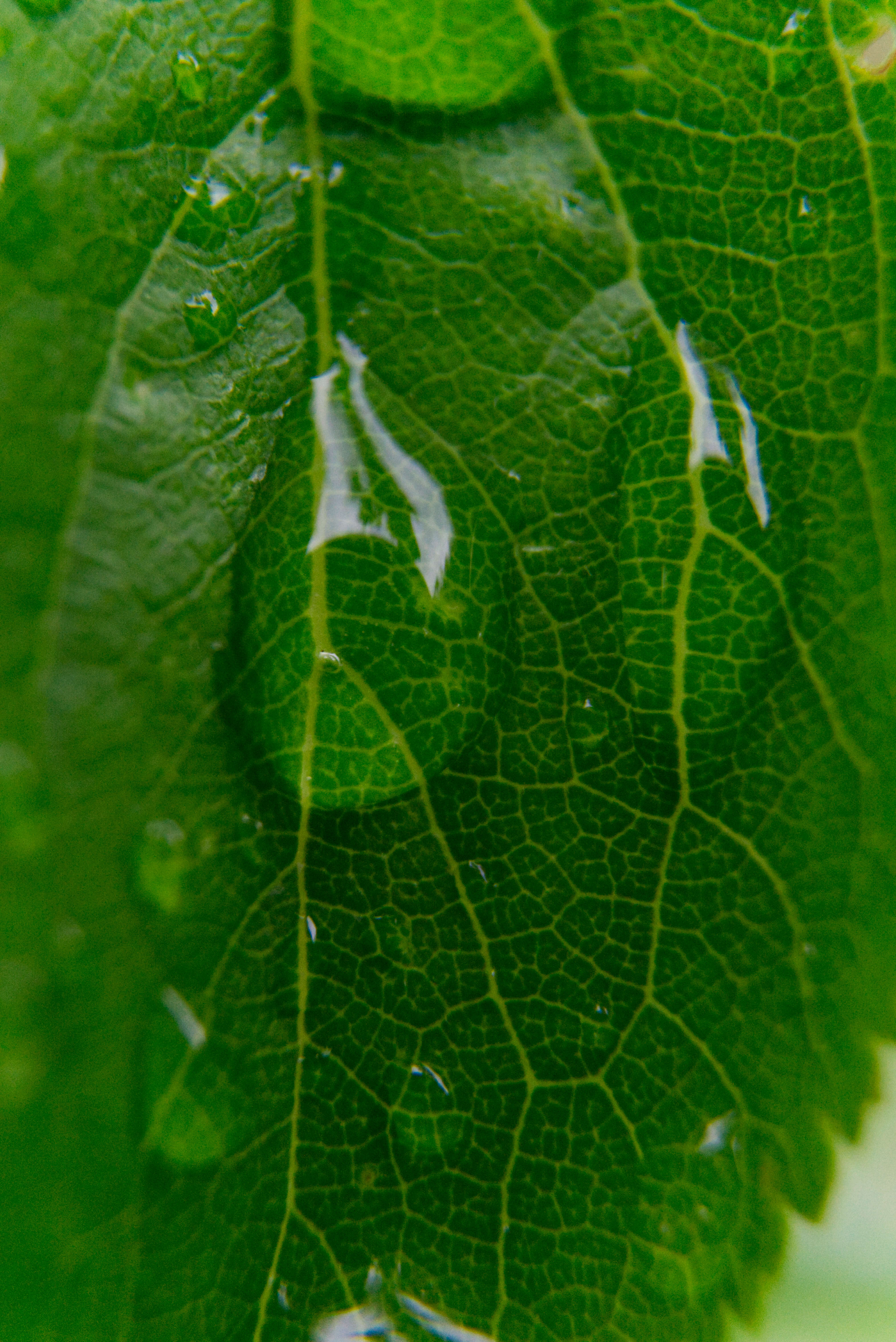 Zwei Tropfen laufen langsam die sich verzweigenden gelblichen Adern eines grünen Blattes hinunter und sehen aus wie Blatttränen.